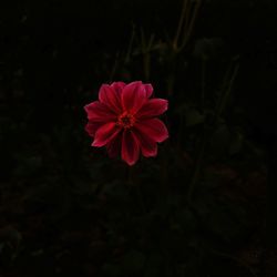 Red flower blooming outdoors