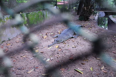 High angle view of bird on fence