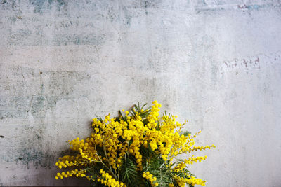 Close-up of yellow flowering plant against wall