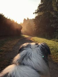 View of dog on field during sunset