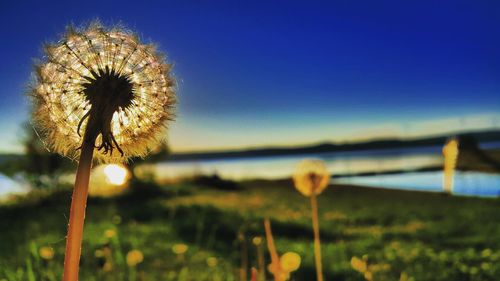 Close-up of dandelion flower