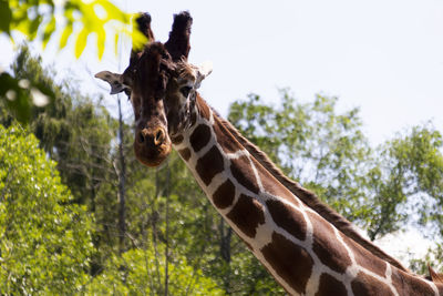 Portrait of giraffe