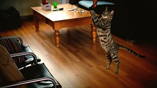 Cat jumping on floorboard at home