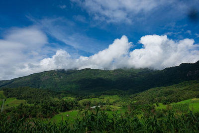 Scenic view of field against sky