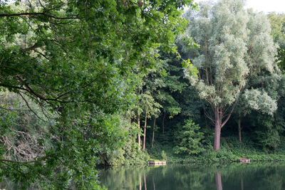 Trees by lake in forest