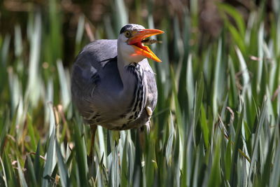 Close-up of bird perching on grass