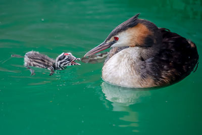 Ducks swimming in lake