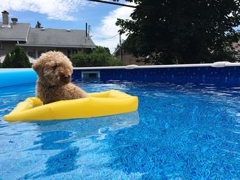 Dog resting on inflatable ring in swimming pool at yard