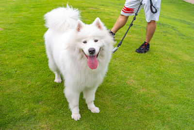 White fur samoyed dog wearing dog leash in the park