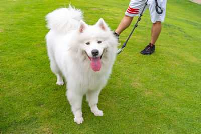 Dog standing on green grass