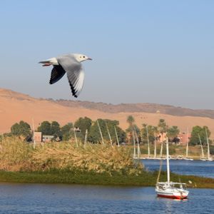 Bird flying over sea against clear sky