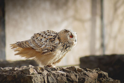 Close-up of owl perching on rock