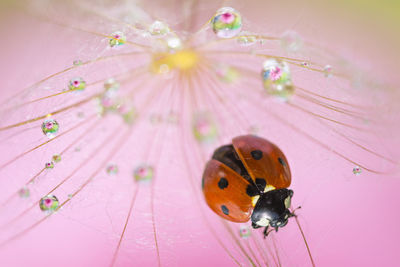 Close-up of ladybug on pink flower