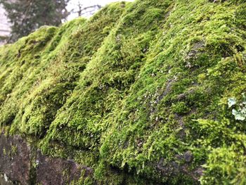 Close-up of moss growing on tree in forest