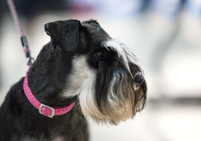 Close-up of a dog