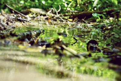 Surface level of grass on field