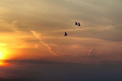 Low angle view of silhouette birds flying against sky during sunset