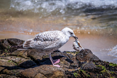 Seagull perching on rock by sea