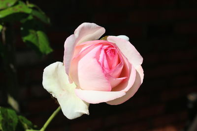 Close-up of rose flower