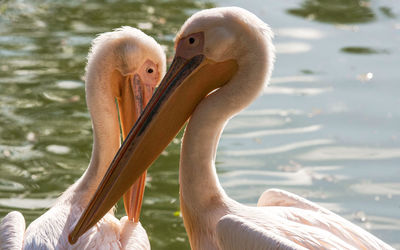 Close-up of birds in lake