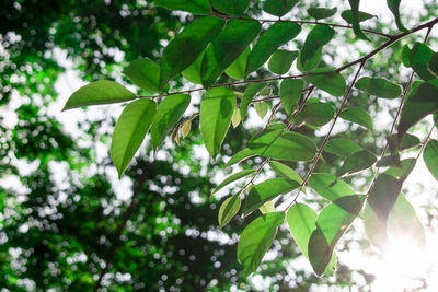 Low angle view of green leaves on tree