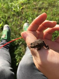 Close-up of hand holding crab