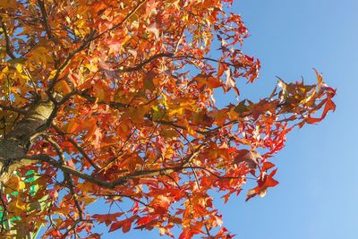 Low angle view of autumnal tree against clear sky