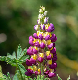 Close up of a purple and yellow lupin flower