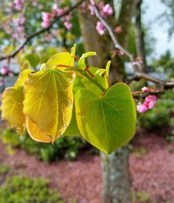 Close-up of fresh green leaves