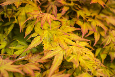 Close-up of yellow leaves