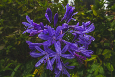 Close-up of wet purple flowering plant