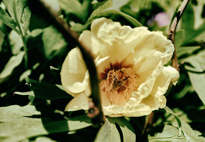 Close-up of white flower