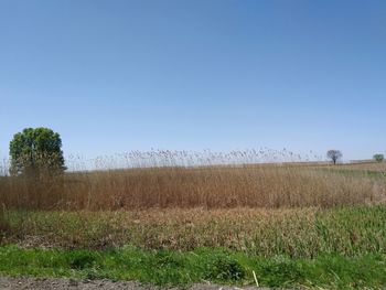 Scenic view of field against clear sky