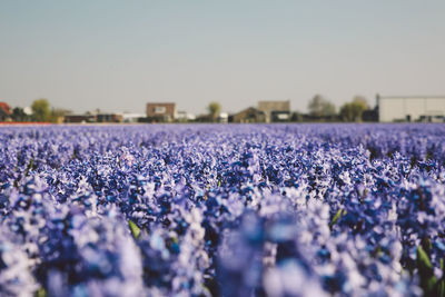 Close-up of lavender growing on field