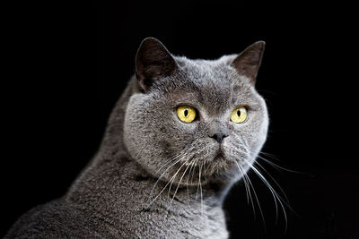 Close-up of a cat looking away