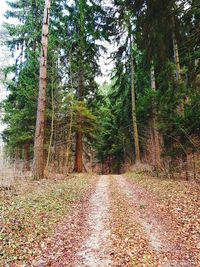 Trees in forest against sky