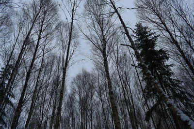 Low angle view of bare trees in forest