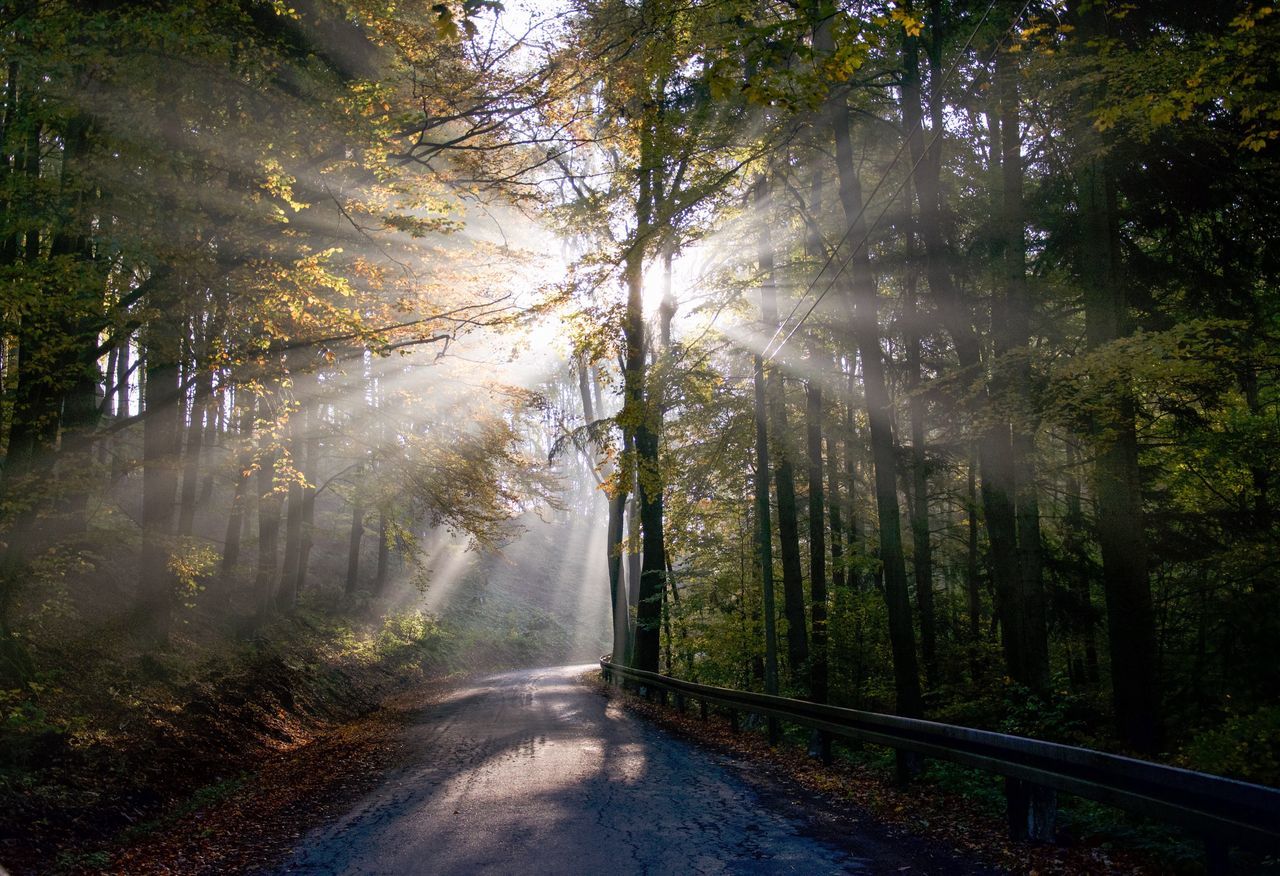 tree, forest, nature, sunbeam, road, day, sunlight, no people, scenics, outdoors, the way forward, fog, beauty in nature, mountain, sky