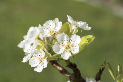 Close-up of fresh white apple blossoms in spring