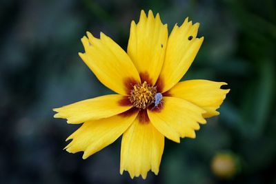 Close-up of yellow flower