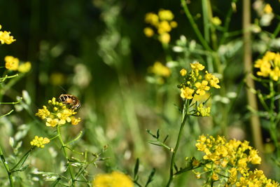 Close-up of bee pollinating on yellow flower