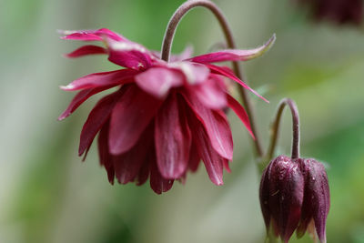 Close-up of pink flowering plant