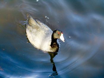 High angle view of duck swimming on lake