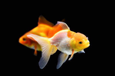 Two goldfish on a black background. goldfish isolated on black background. goldenfish thailand.