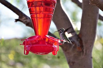 Close-up of red bird flying over feeder