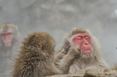 Monkey in a snow