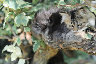 Close-up of a cat