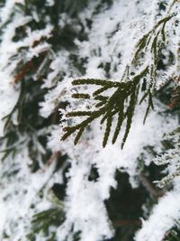 Trees on snow covered landscape