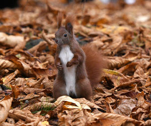 Close-up of squirrel on field during autumn