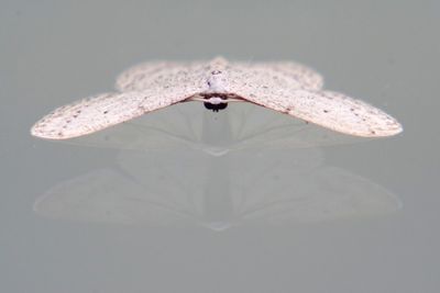 Close-up of lizard over white background